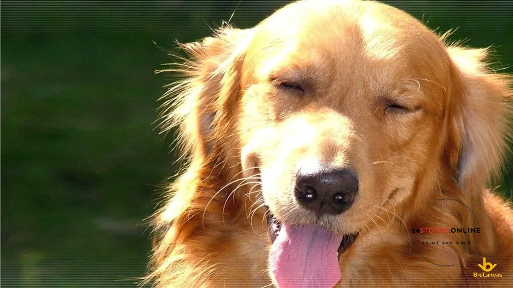 Tải hình nền con chó lè lưỡi nhắm mắt