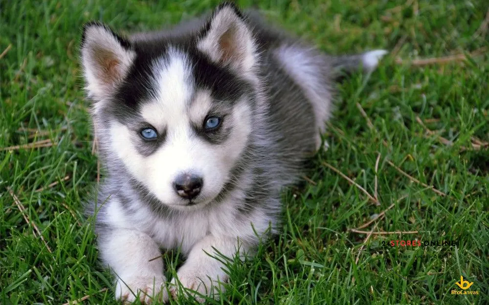 Hình ảnh con chó cute mắt xinh đẹp