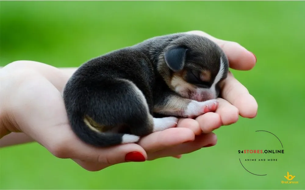 Hình ảnh chó cute bé xíu nằm trên tay 