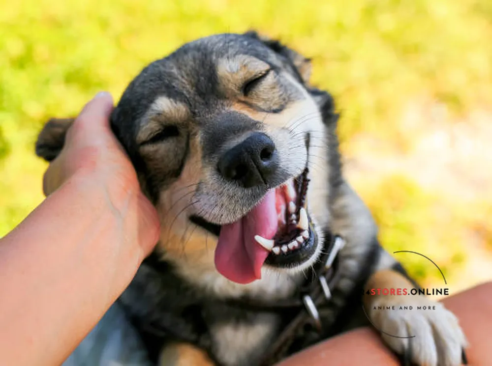 Hình ảnh con chó cute đáng yêu trong bàn tay chủ lè cả lưỡi